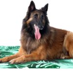Freedog cool bed sabana
