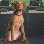 Red Separadora Para Perros